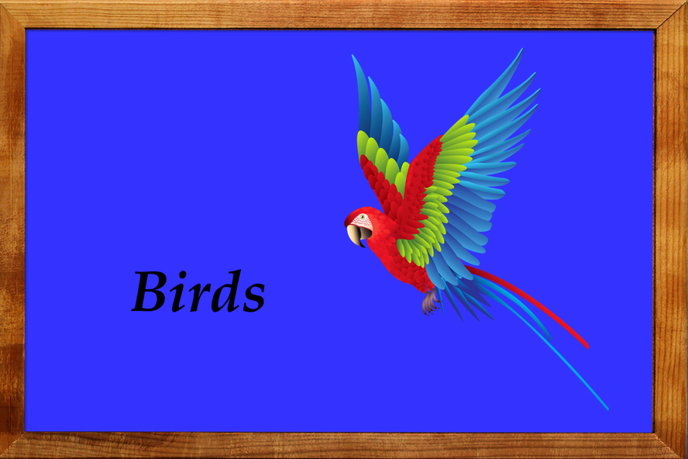 Birds