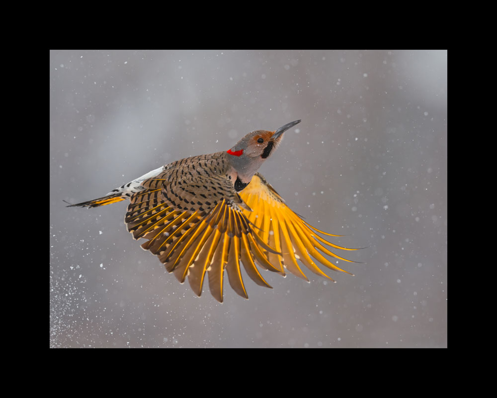 Bright Moment on a Cold Day