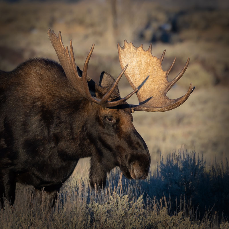 BullMooseSunsetGoldenAntler