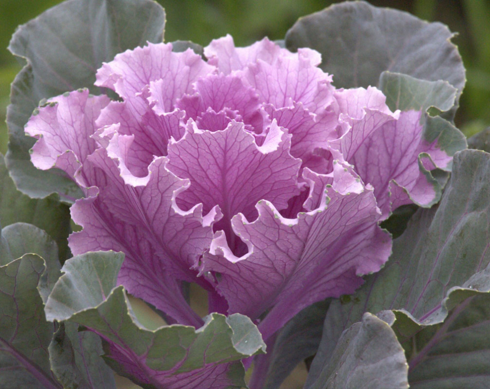 Cabbage Rose
