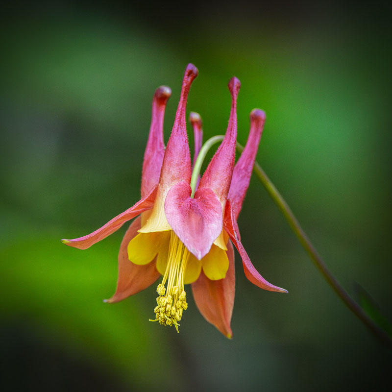 Columbine F.Forest