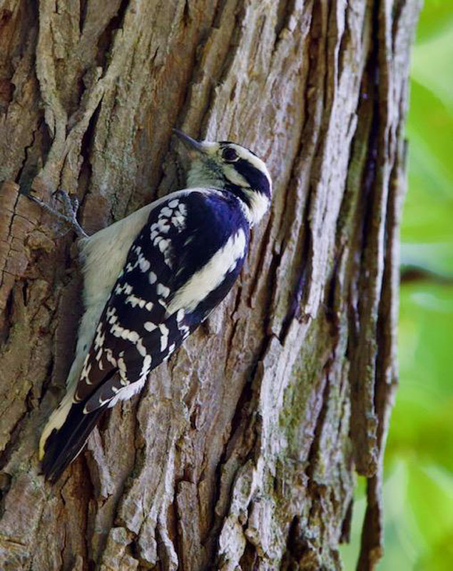 Downy Woodpecker