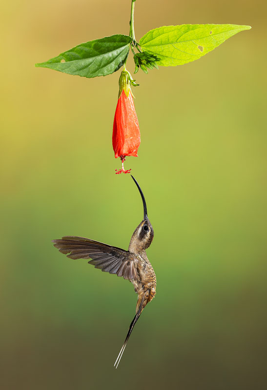 Eric.Patdu--Aerial_Ballet--(A4445)