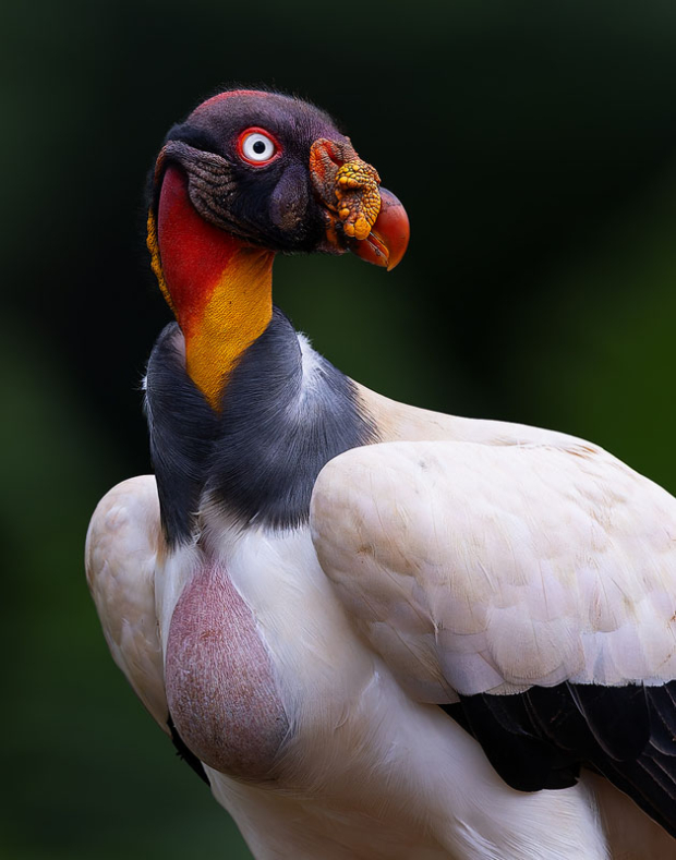 Wildflower hike at Fontenelle Forest @ Fontenelle Forest