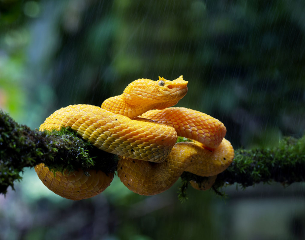 Wildflower hike at Fontenelle Forest @ Fontenelle Forest