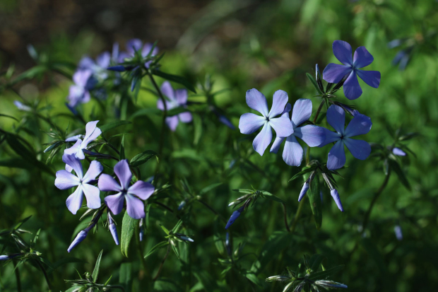 Wildflower hike at Fontenelle Forest @ Fontenelle Forest