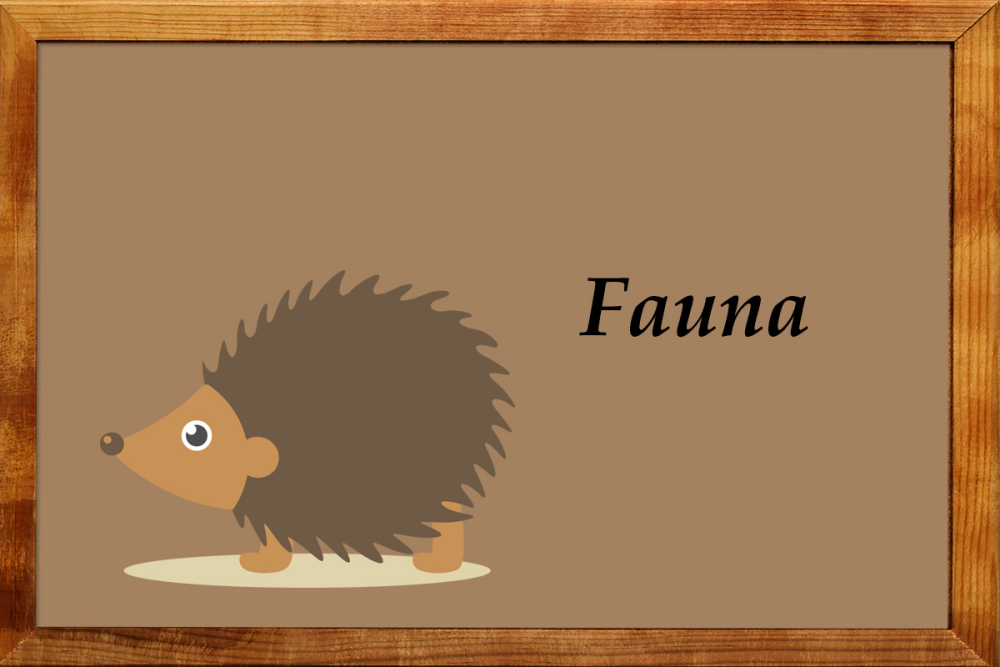 Fauna