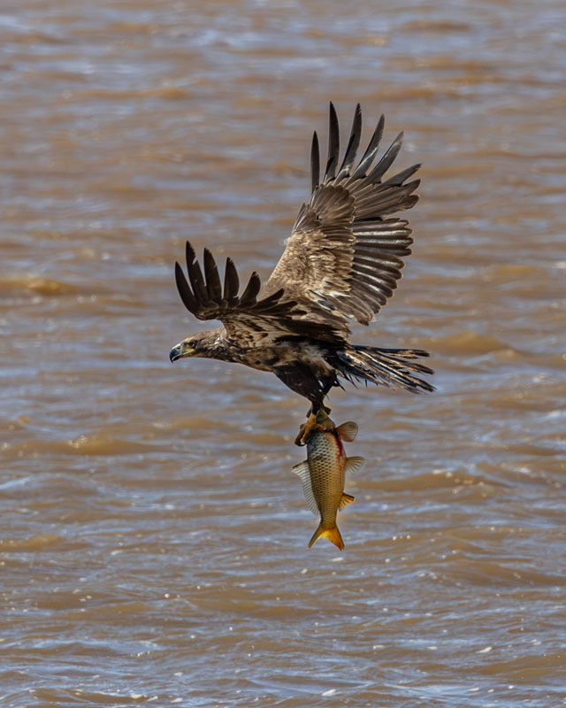 Fish Dinner Incoming