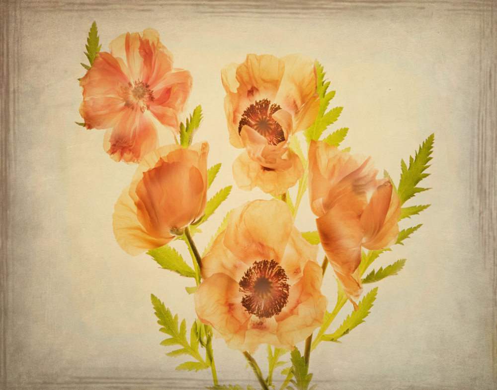 Five Orange Poppies