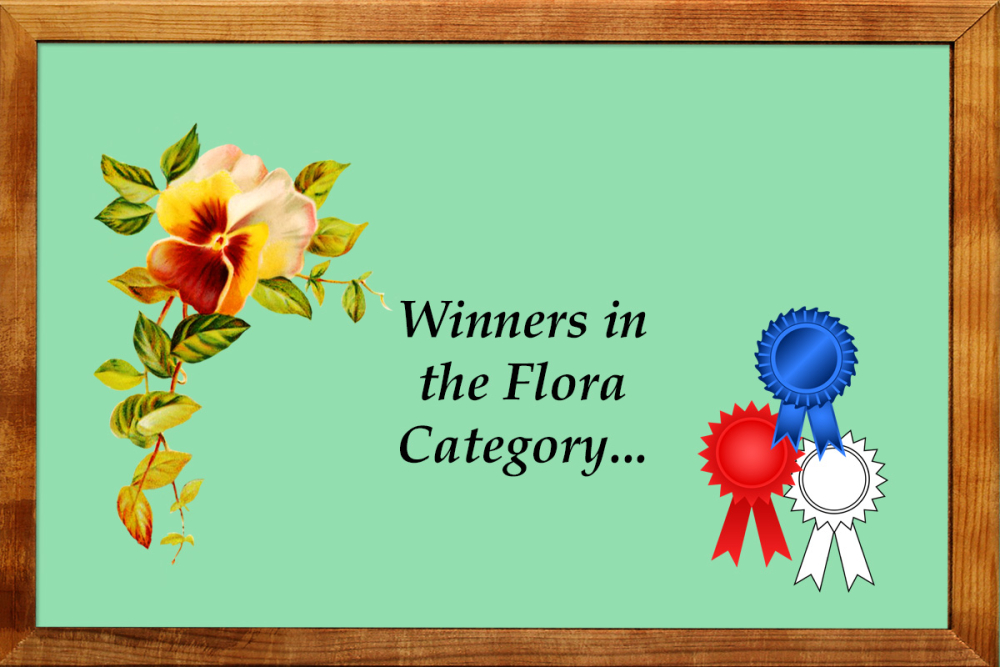 Flora Winners