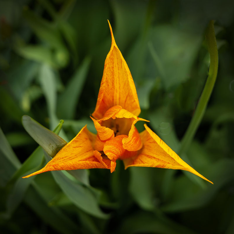 Golden red yellow Lily