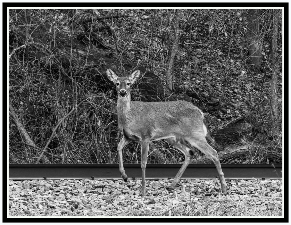 Is It Safe To Cross F.Forest