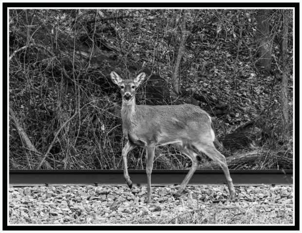 Wildflower hike at Fontenelle Forest @ Fontenelle Forest
