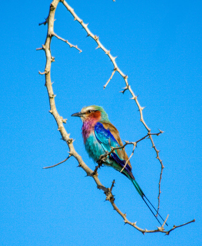 Lilac Breasted Roller