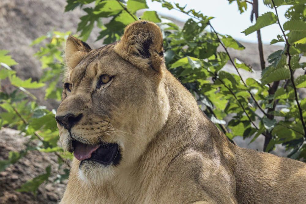 Lioness