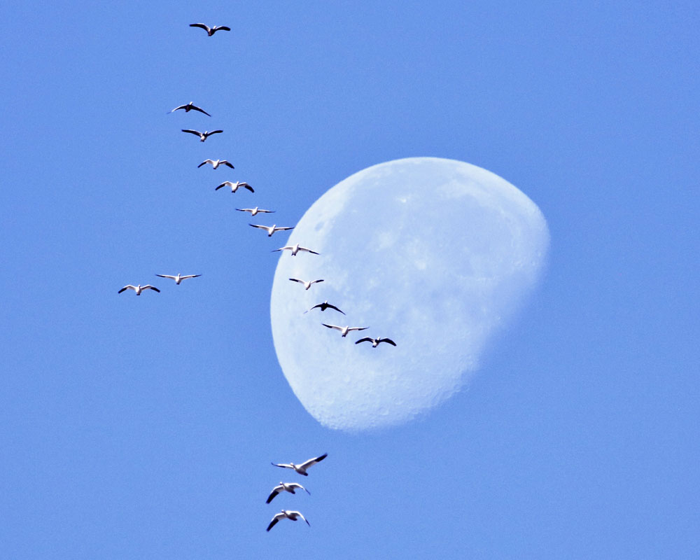 Morning Moons