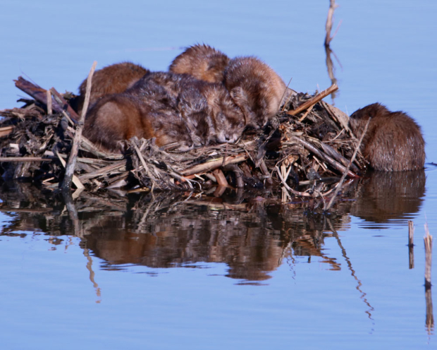 Wildflower hike at Fontenelle Forest @ Fontenelle Forest