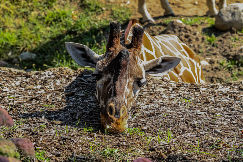 Forlorn Giraffe