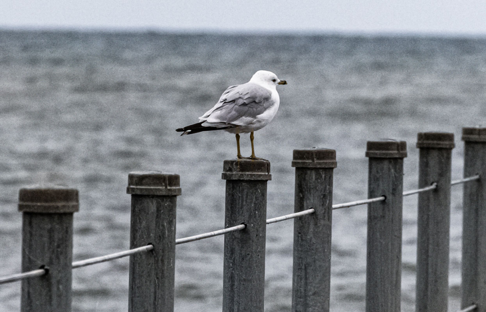 N_Bird_Seagull, Lake Ontaro