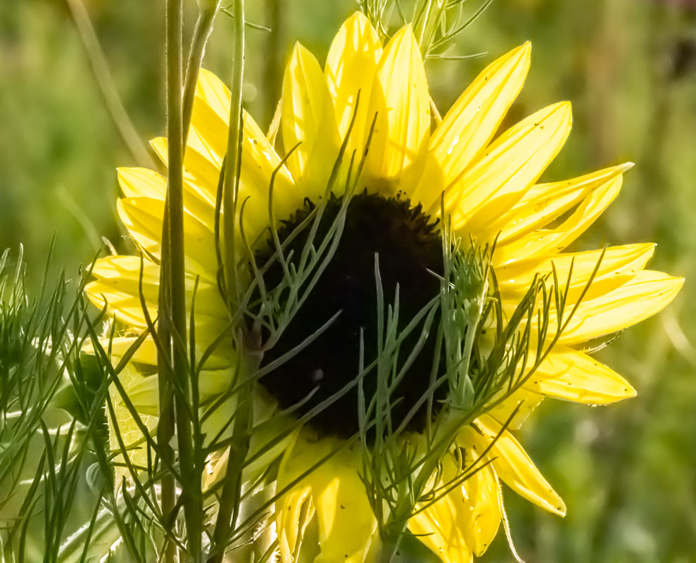 N_Flora_Backlit Sunflower