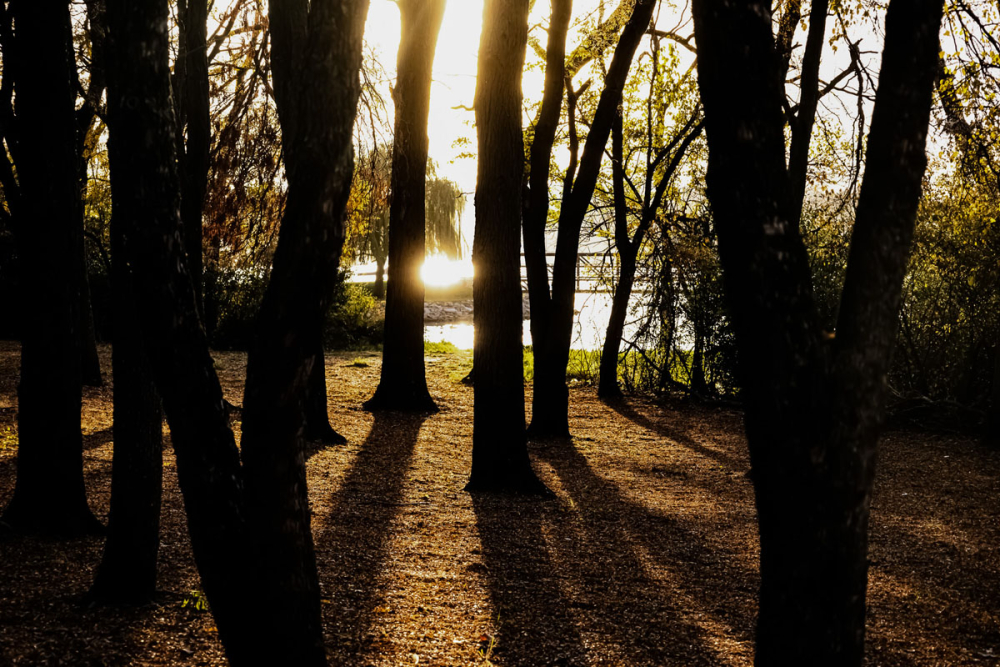 N_LS_Light Through the Trees, Lake Cunningham