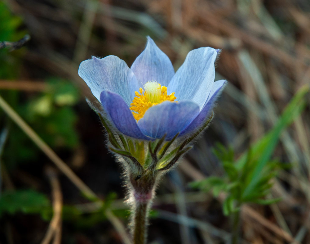 PASQUE FLOWER