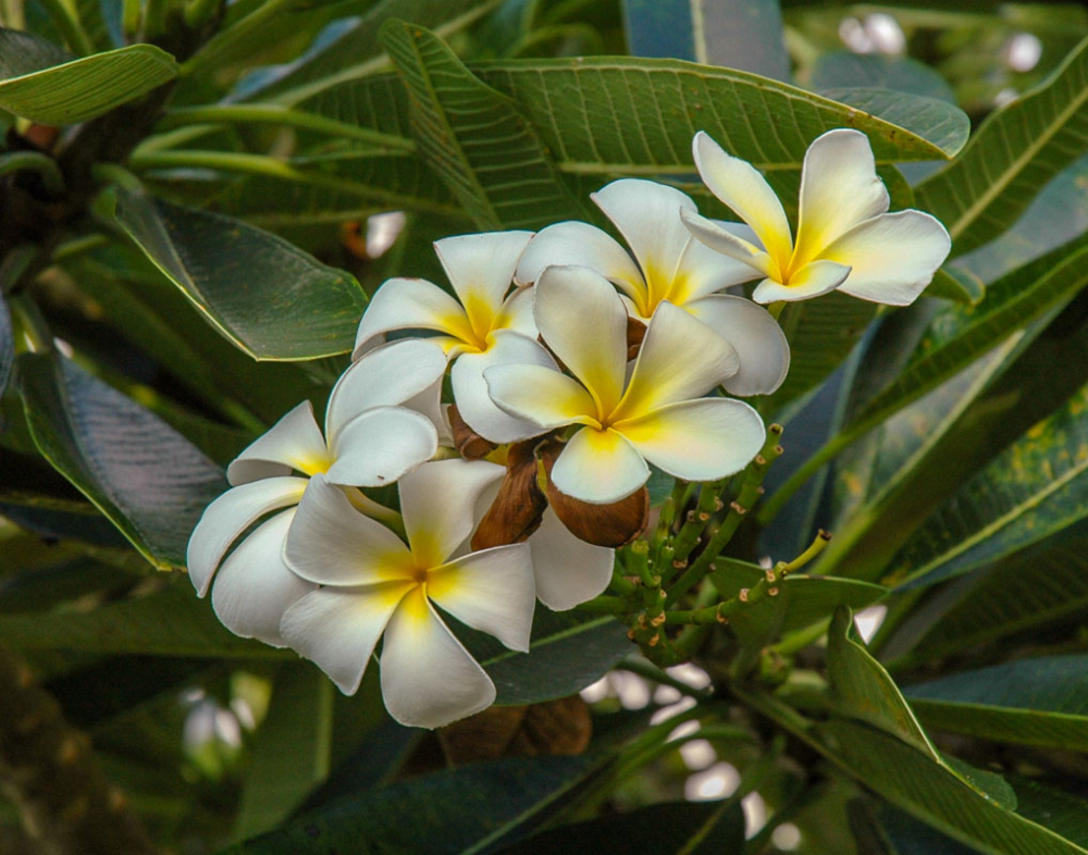 PLUMERIA