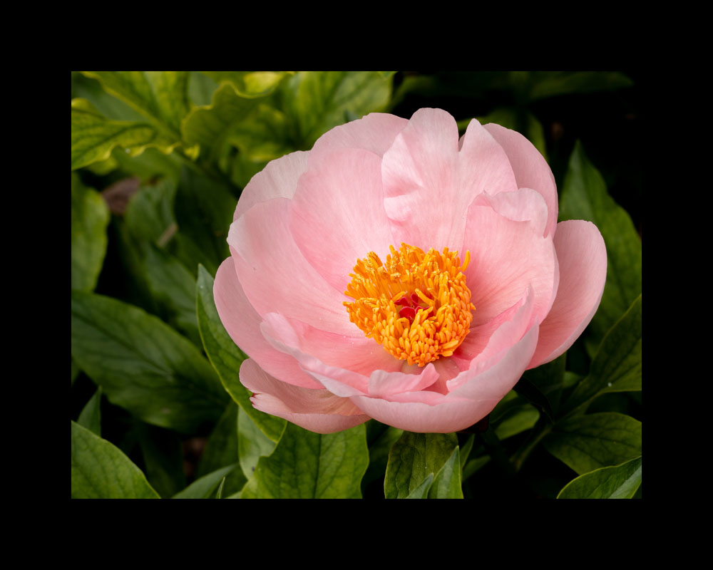 Perfect Peony