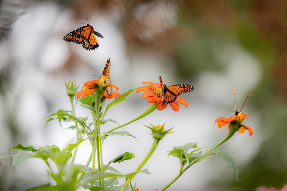 Poetry of Pollination