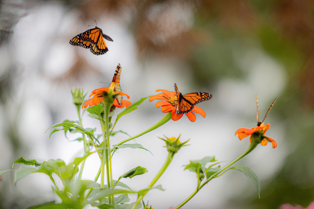 Wildflower hike at Fontenelle Forest @ Fontenelle Forest