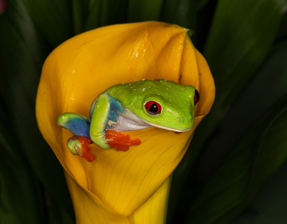 Red eyed tree frog
