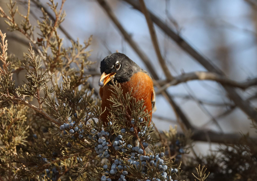 Robin & Cedar Berries