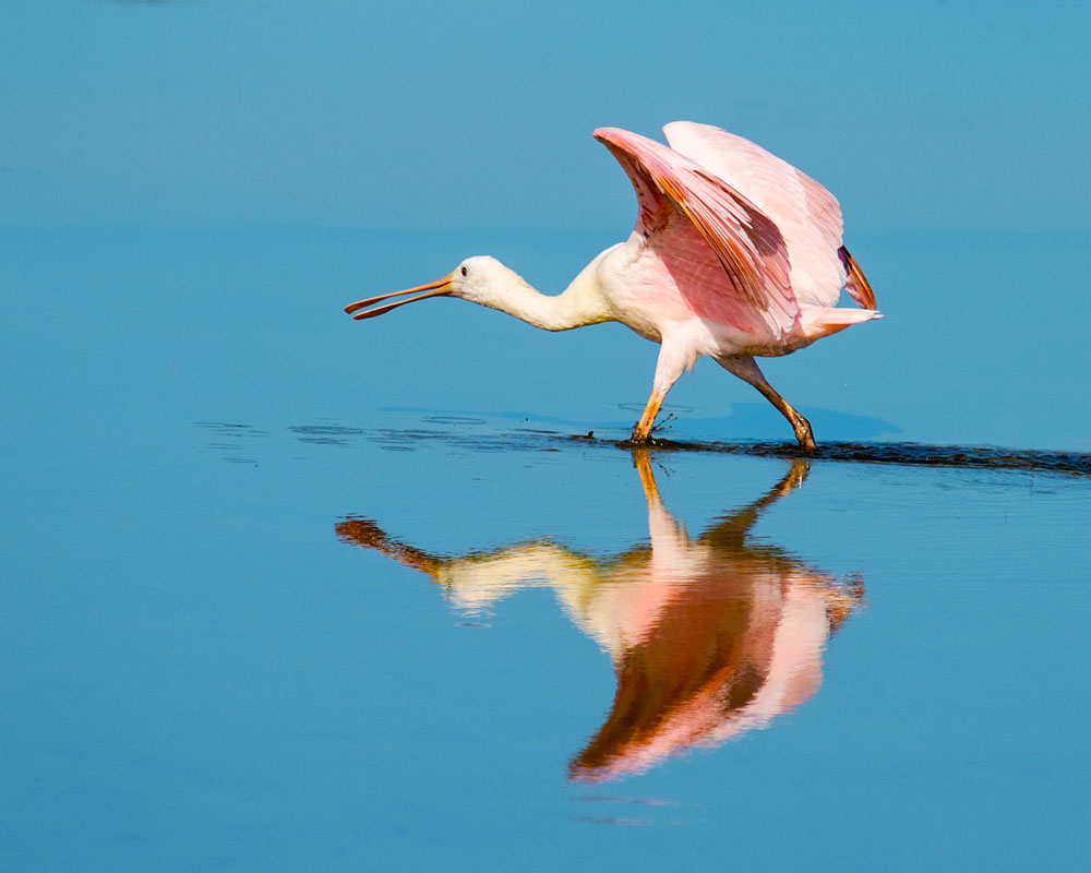S Padre Island roseate