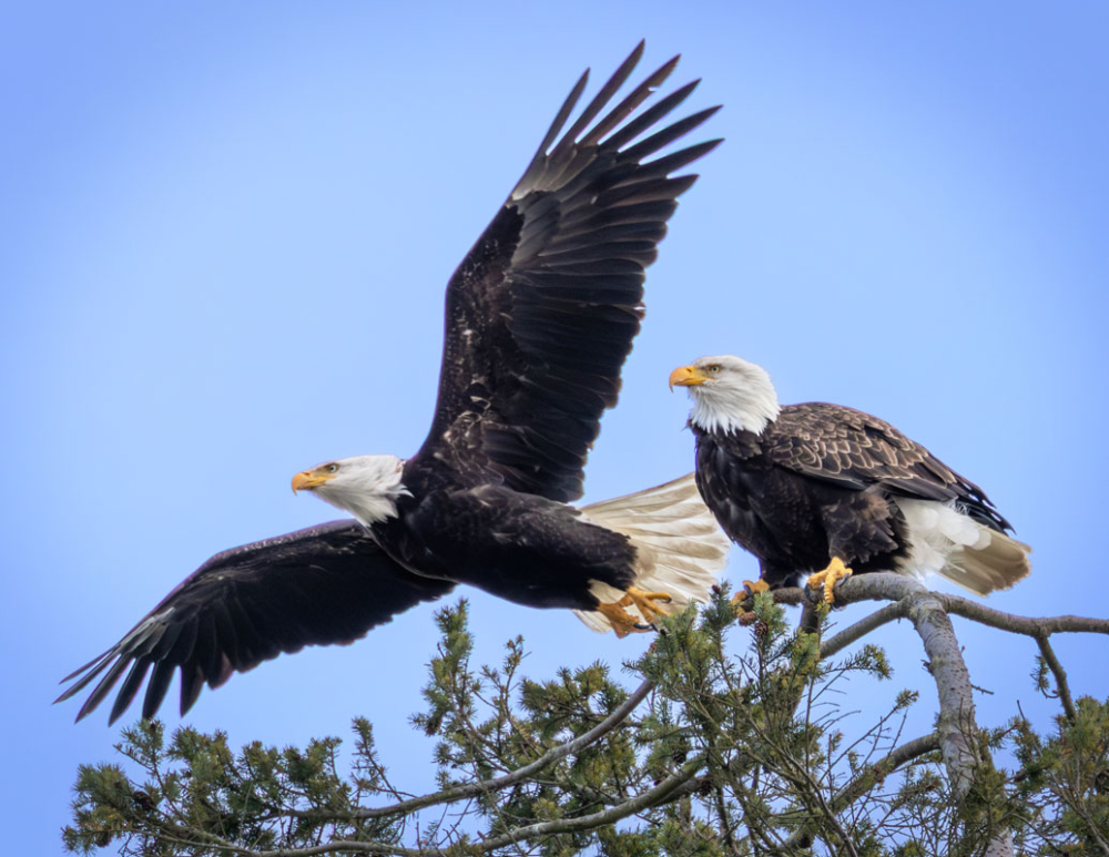 Taking Flight