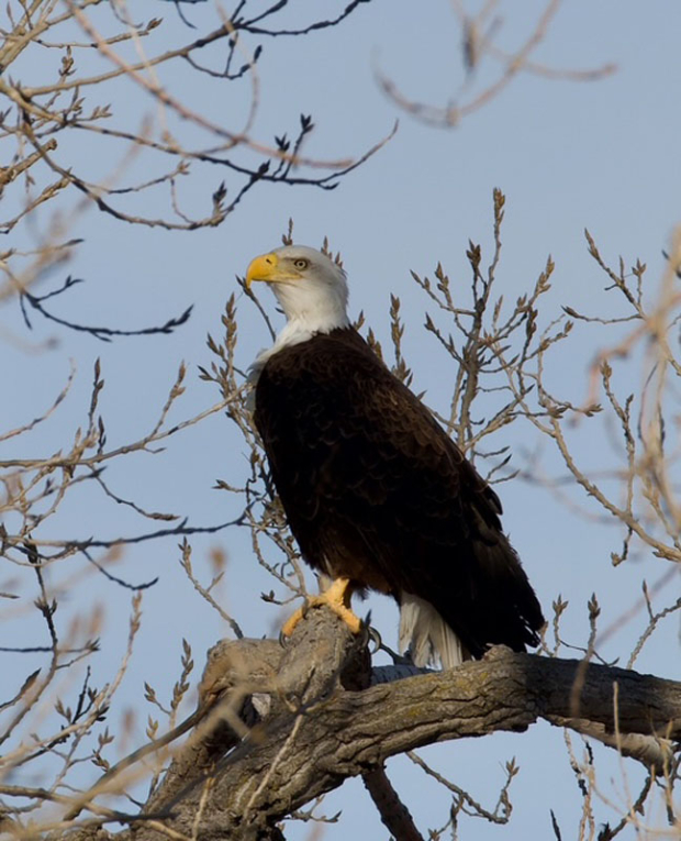 Wildflower hike at Fontenelle Forest @ Fontenelle Forest