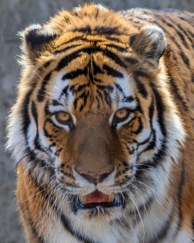 Tiger, Tiger Burning Bright