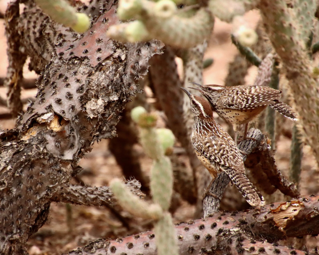 Wildflower hike at Fontenelle Forest @ Fontenelle Forest