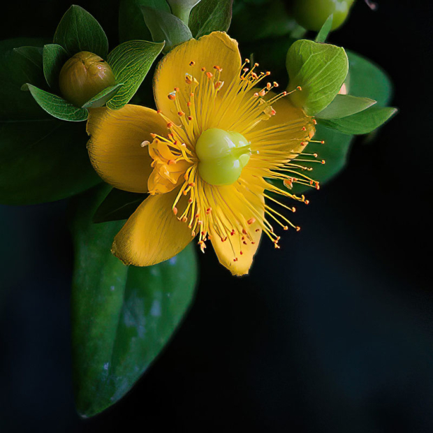 Wildflower hike at Fontenelle Forest @ Fontenelle Forest