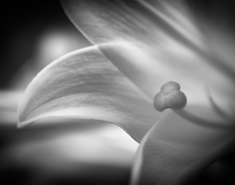 White Flower