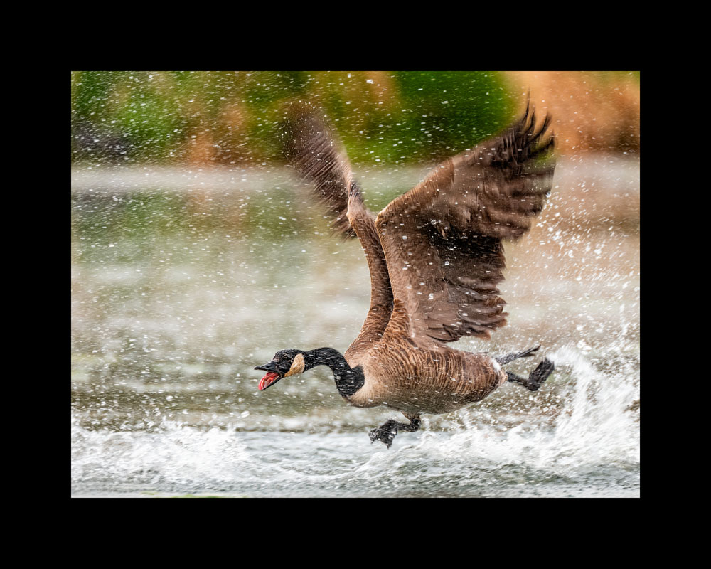 Wild Goose