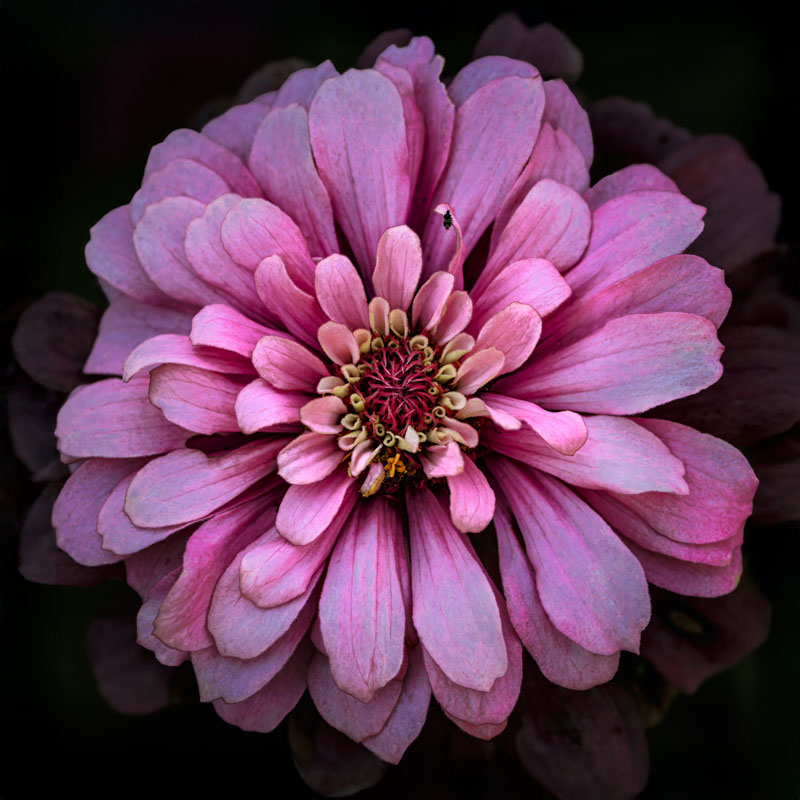 Zinnias