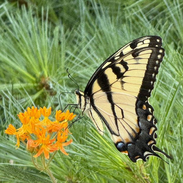 Field Trip! Saturday, August 23rd @ 8am. Flowers, Birds, Bugs and Butterflies @ St. Leo's Catholic Church