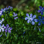 Blue Phlox
