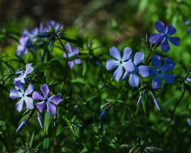 Wildflower hike at Fontenelle Forest @ Fontenelle Forest