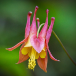 Columbine