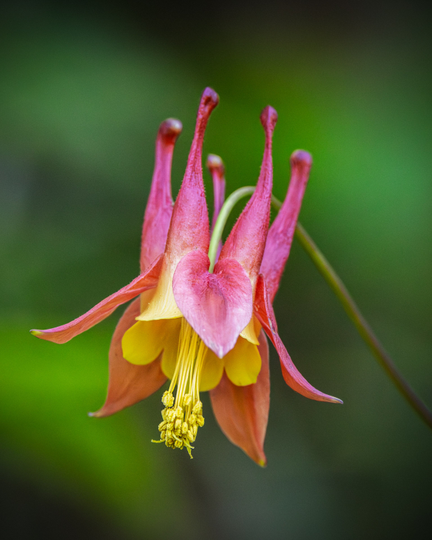 Wildflower hike at Fontenelle Forest @ Fontenelle Forest