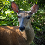 Doe, a Deer, a Female Deer