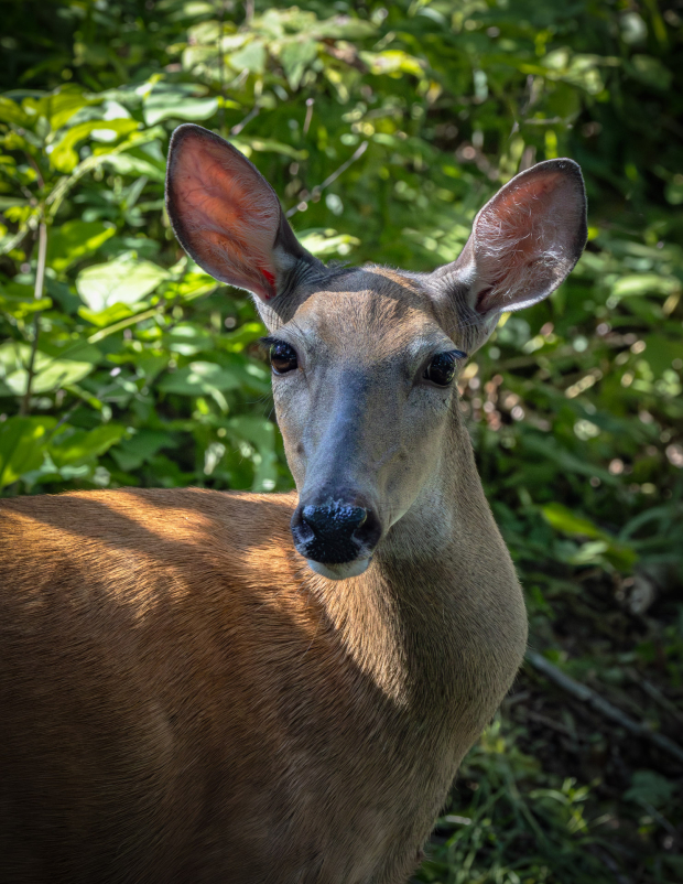 Wildflower hike at Fontenelle Forest @ Fontenelle Forest