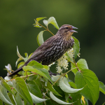 Female Red Winged Blackbird