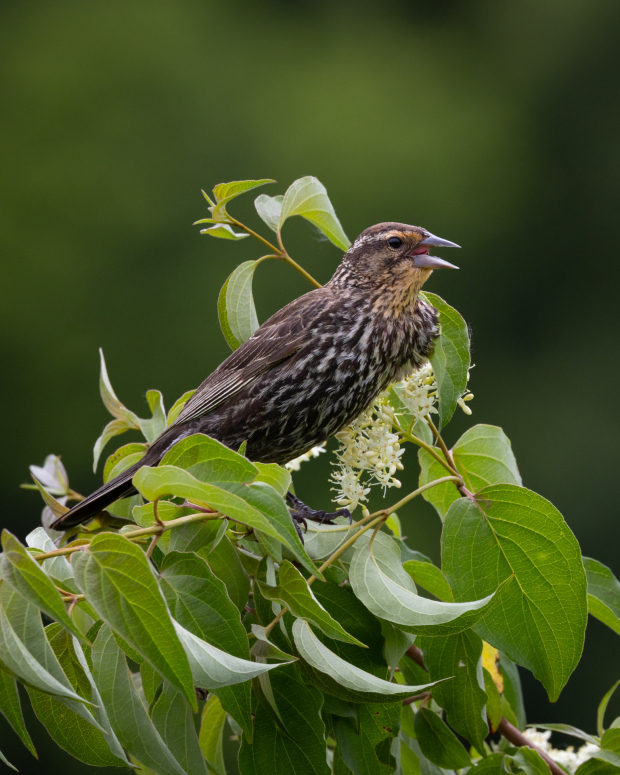 Wildflower hike at Fontenelle Forest @ Fontenelle Forest